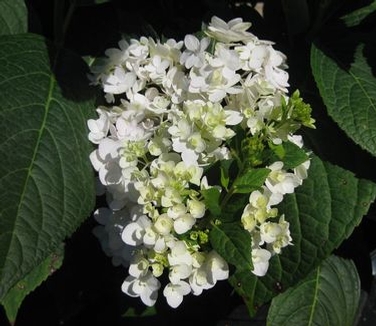 Hydrangea macrophylla Blushing Bride