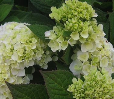 Hydrangea macrophylla Blushing Bride