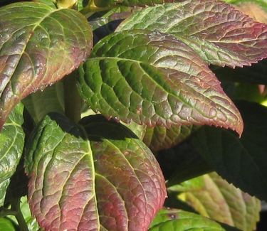 Hydrangea macrophylla 'Blushing Bride' - Bigleaf Hydrangea (Fall color)