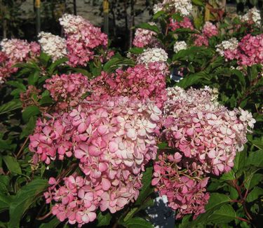 Hydrangea paniculata First Edition� Vanilla Strawberry™