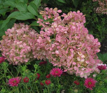 Hydrangea paniculata Vanilla Strawberry™ 