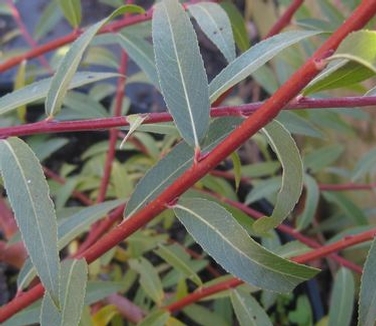 Salix alba Britzensis