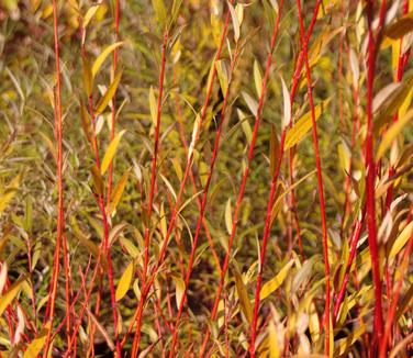 Salix alba 'Britzensis' - Coral Bark Willow
