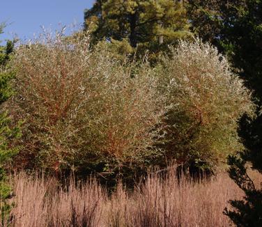 Salix alba Britzensis (@ Chanticleer)