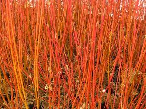 Cornus sericea (stolonifera) Cardinal