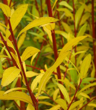 Salix alba Britzensis