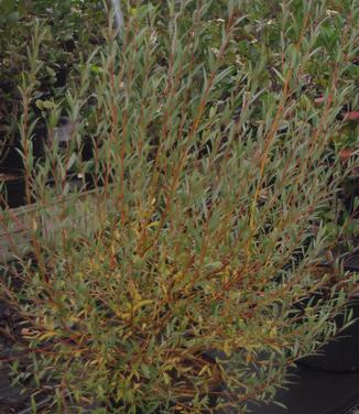 Salix alba Britzensis