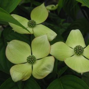 Hybrid Dogwood