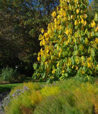 Asimina triloba @ Scott Arb