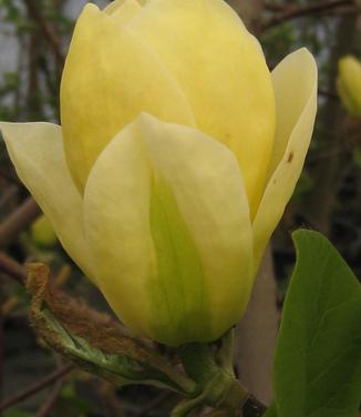 Magnolia x brooklynensis Lois