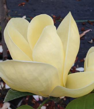 Magnolia x brooklynensis Lois