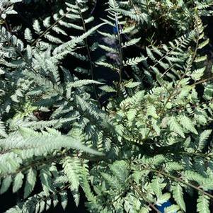 Athyrium nipponicum Pearly White