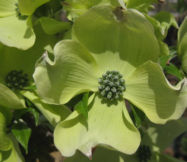 Cornus florida 'Cherokee Princess' - Flowering Dogwood 