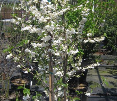 Halesia carolina U.Conn. Wedding Bells - Carolina Silverbell