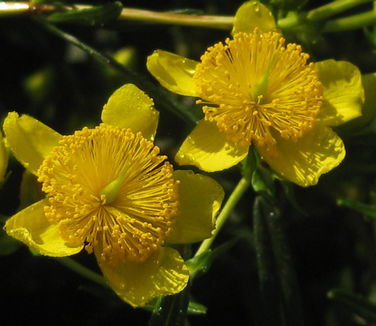 Hypericum kalmianum Gemo