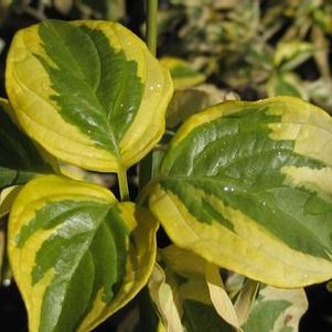 Pagoda Dogwood