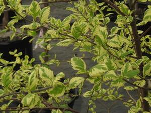 Riverbirch
