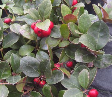 Gaultheria procumbens - Creeping Wintergreen