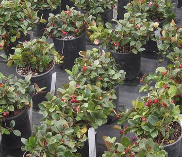 Gaultheria procumbens - Creeping Wintergreen