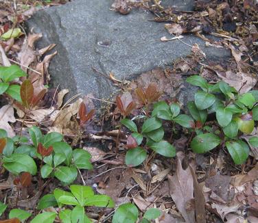 Gaultheria procumbens (@ Mt Cuba)