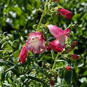 Penstemon x Flock of Flamingos