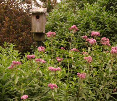 Asclepias incarnata - Swamp Milkweed