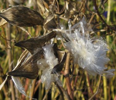 Asclepias incarnata - Swamp Milkweed 