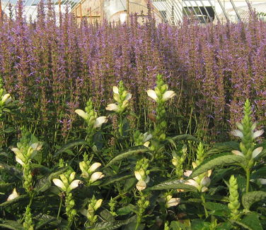 Chelone glabra - Turtlehead