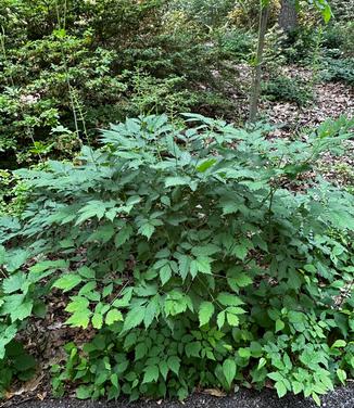 Actaea racemosa - Snakeroot - Cohosh from Pleasant Run Nursery