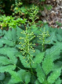 Actaea racemosa - Snakeroot - Cohosh from Pleasant Run Nursery