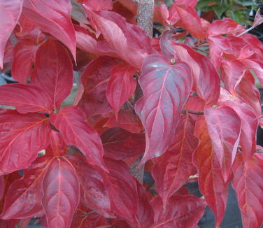 Cornus kousa x nuttallii x Venus (fall color)