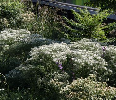 Eupatorium hyssopifolium - Hyssop-leaved Thoroughwort (Highline NYC)