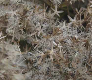 Eupatorium hyssopifolium - Hyssop-leaved Thoroughwort (in seed)