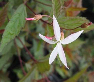 Gillenia (Porteranthus) trifoliata Pink Profusion