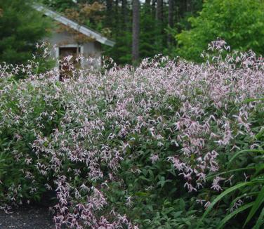 Gillenia trifoliata Pink Profusion (@ Maine Bot Garden)