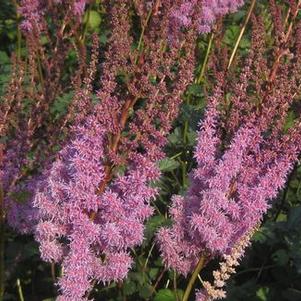 Astilbe chinensis var. taquetii Purple Candles