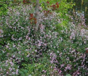 Gillenia trifoliata Pink Profusion (@ Maine Bot Garden)