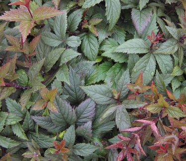 Gillenia trifoliata 'Pink Profusion' - Bowman's Root