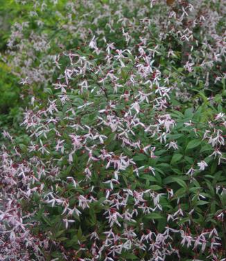 Gillenia trifoliata Pink Profusion (@ Maine Bot Garden)