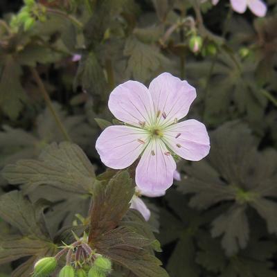 Geranium maculatum Espresso