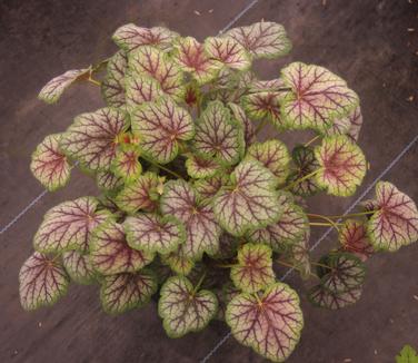 Heuchera americana 'Green Spice'