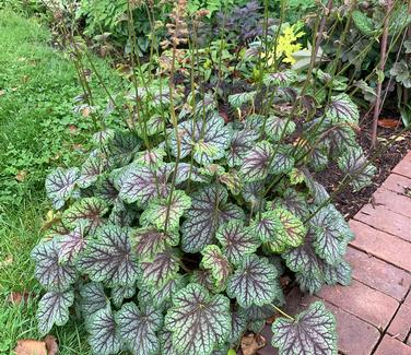 Heuchera americana 'Green Spice' - Alum Root