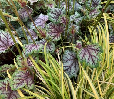 Heuchera americana 'Green Spice'