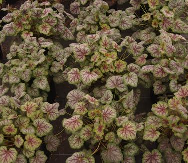 Heuchera americana 'Green Spice'