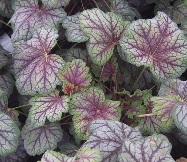 Heuchera americana Green Spice