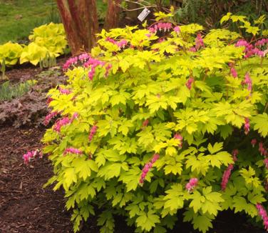 Dicentra spectabilis Gold Heart