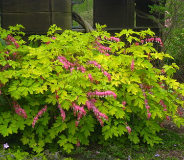 Dicentra spectabilis Gold Heart 