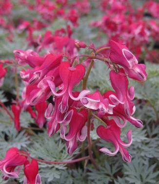 Dicentra x 'Burning Hearts' - Fringed Bleeding Heart