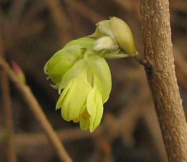 Corylopsis pauciflora