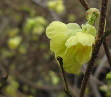 Corylopsis pauciflora - Buttercup Winterhazel 